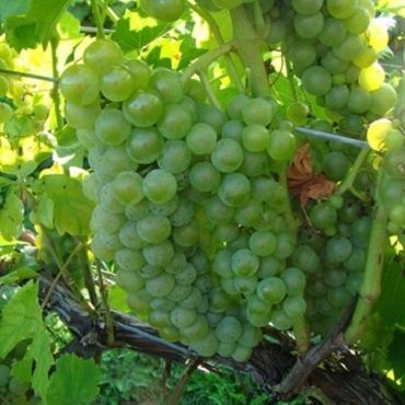 Vitis x 'Blanc du Bois' - White Wine Grape